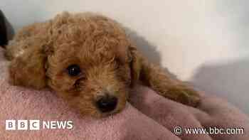 Dog owner claims groomer sliced pet's nipple and superglued it back together