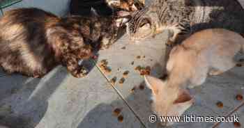 Several Rescued Cats Pregnant: Vietnam Police Rescue Over 500 Cats from Major Cat Meat Ring, 80 Dead