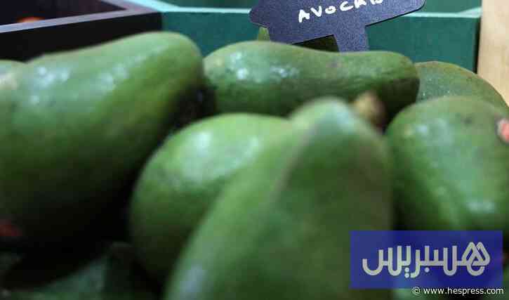 وفرة منتظرة في غلة "أفوكا المغرب"