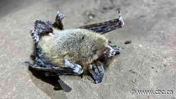 Inside Alberta caves, biologists are fighting a fungus that is threatening bat colonies