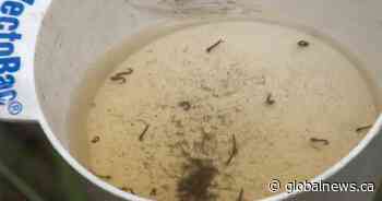 Calgarians forecast to experience a ‘typical’ mosquito season this summer