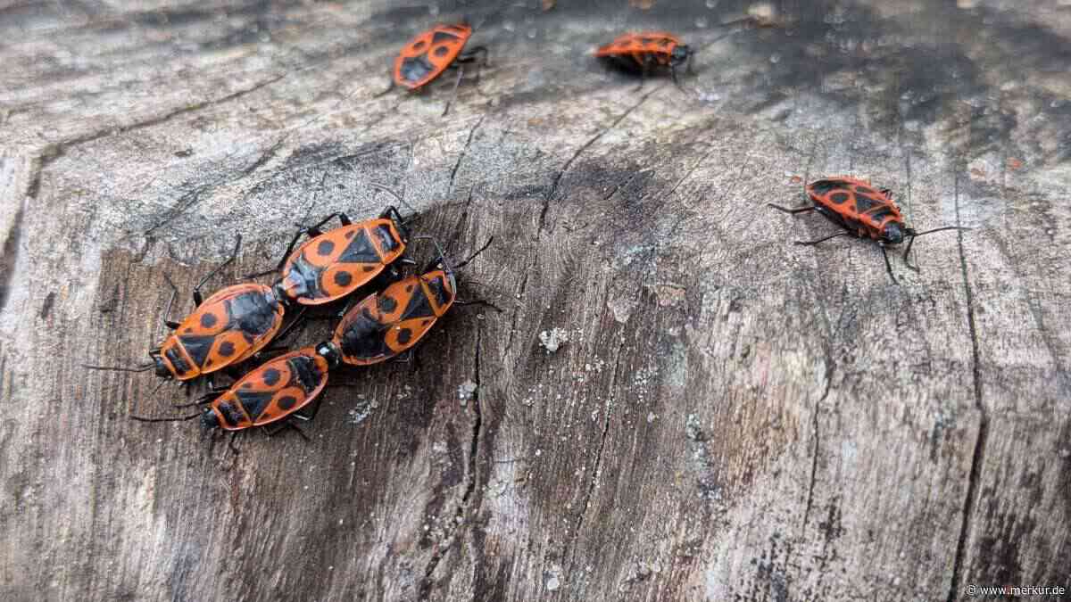 Wanzen-Schwemme: Hier sammeln sich die rot-schwarzen Krabbeltiere besonders