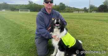 Specially-trained ‘bird dogs’ hired to clear geese from FIFA practice pitch
