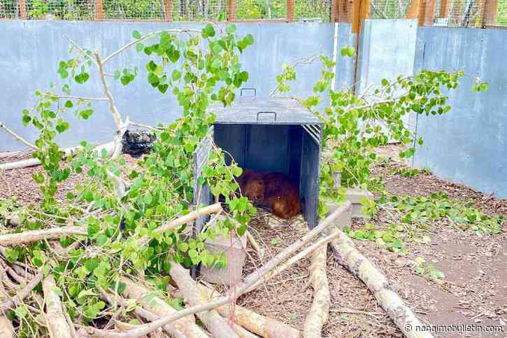 Interior Wildlife Rehabilitation Society in B.C. developing framework for beaver translocation