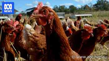 Victorian farm fined for not meeting free-range standards