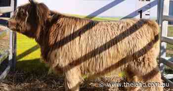 Buyers looking for beauty and bloodlines at Northwood Scottish Highlands sale