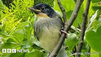 Songbirds 'on brink of extinction' born at zoo