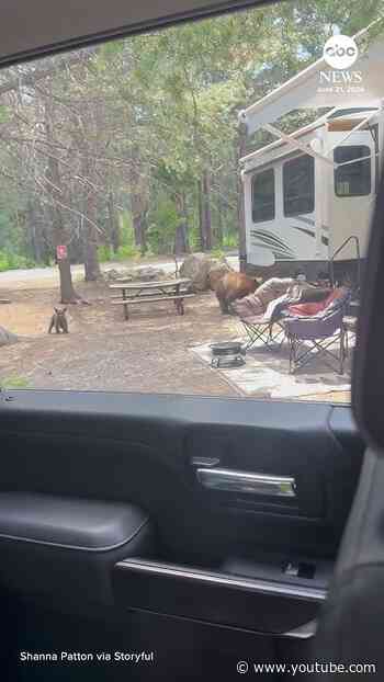 Bear and cub spotted exiting RV at California campground