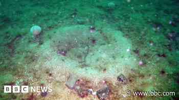 Seabed damaged by fishing showing signs of recovery