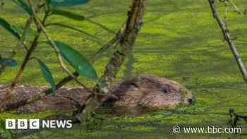 Beavers have helped reduce flood risk, experts say