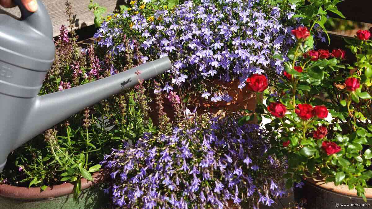 Hitze auf dem Balkon: Diese Pflanzen trotzen auch 35 Grad ohne Probleme