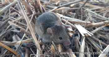 Mouse baiting has worked well, and another zone can resume use of ZP50