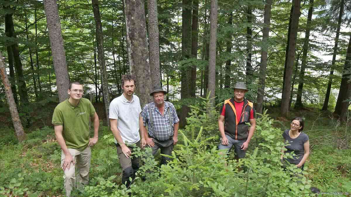 „Der absolute Idealzustand“: Familie Kiefersauer pflegt ihren Schutzwald vorbildlich