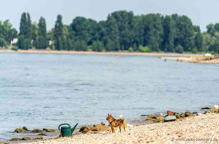 Drei Tote aus dem Rhein in Hessen geborgen