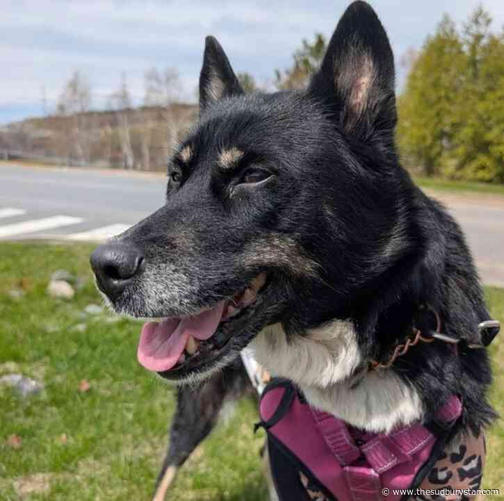 Adorable older dog at Sudbury SPCA still patiently awaits a taker