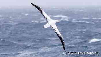Bird flu: Antarctic storms threaten to dump more dying birds on Australians shores