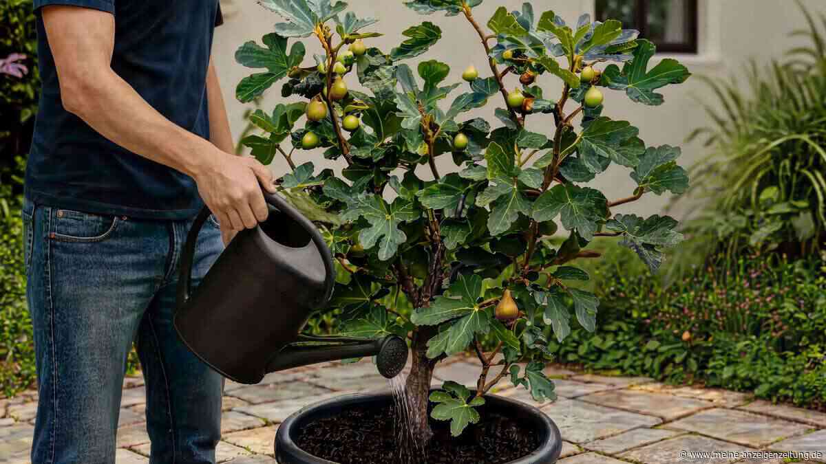 „Die Pflanze soll auf die Suche nach Wasser gehen“ – So gießen Sie Ihren Feigenbaum wie ein Profi