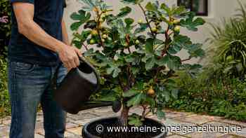 „Die Pflanze soll auf die Suche nach Wasser gehen“ – So gießen Sie Ihren Feigenbaum wie ein Profi