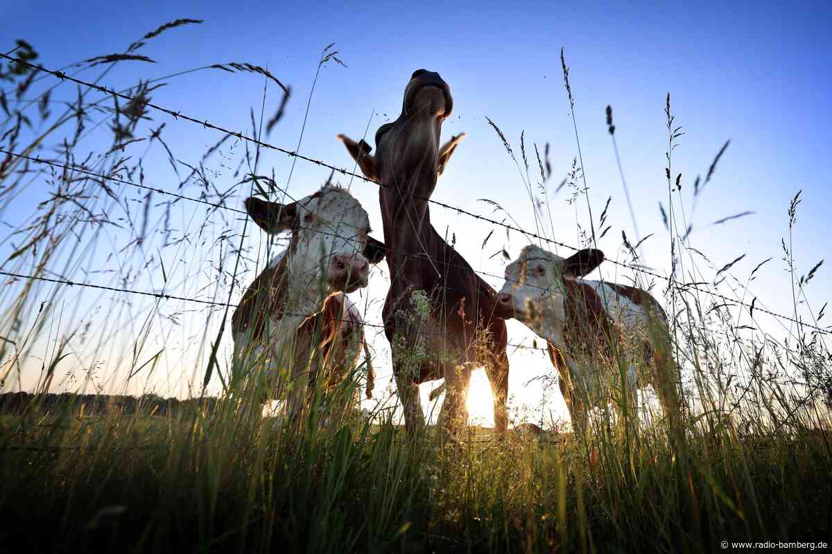 Immer weniger Kühe und Rinderhalter in Bayern