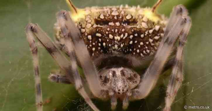 Newly-discovered fungus spider is like something out of The Last of US