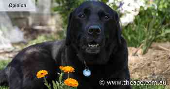 I tried to adopt a dog. Apparently they’d be better off dead than living with me