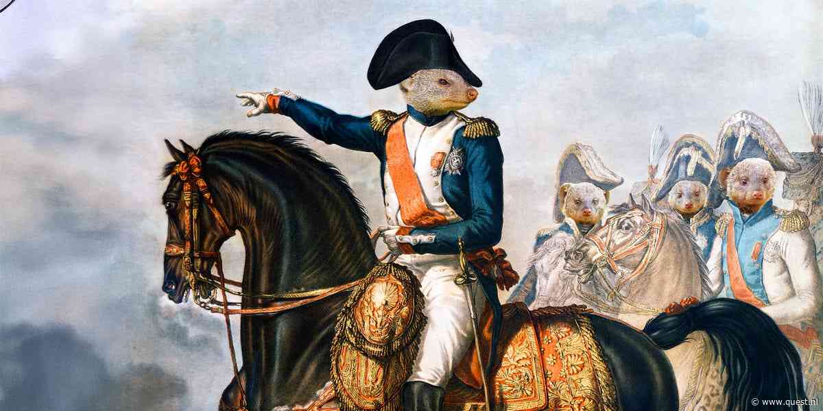 De dwergmangoest is de Napoleon van de savanne, volgens nieuw onderzoek
