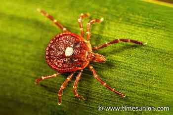 Two new tick species descend on the Hudson Valley and Catskills