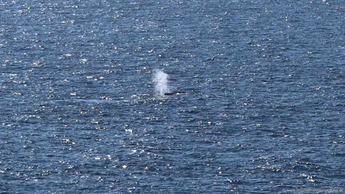 Wieder Wal in der Ostsee gesichtet – droht eine Wiederholung des „Timmy“-Falls?