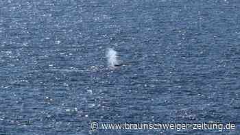 Wieder Wal in der Ostsee gesichtet – droht eine Wiederholung des „Timmy“-Falls?