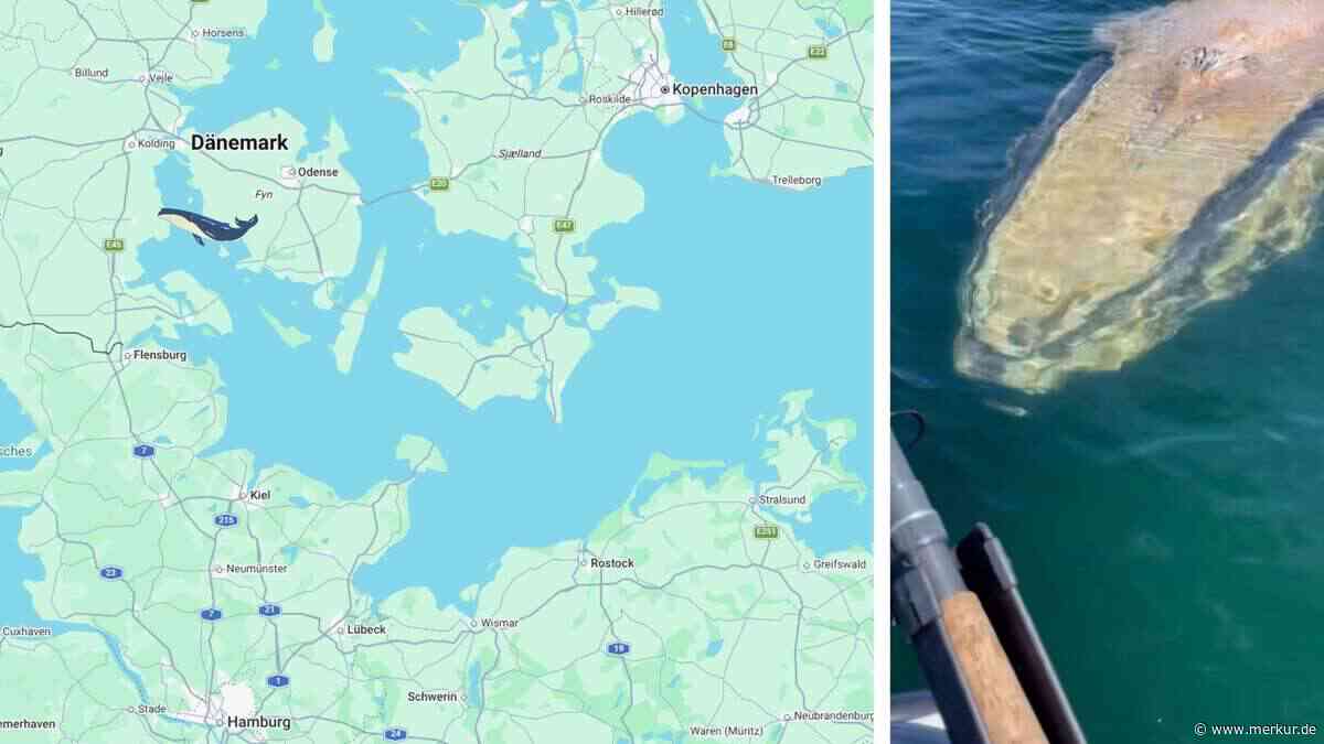Buckelwal „Hartwin“ schwimmt Richtung Ostsee: „Als ob er Hilfe suchte“