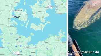 Buckelwal „Hartwin“ schwimmt Richtung Ostsee: „Als ob er Hilfe suchte“