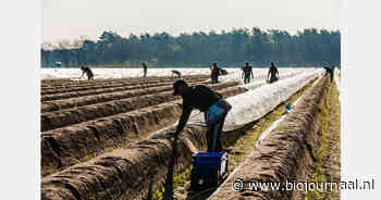 “Arbeid wordt de bepalende factor in de toekomst van de aspergesector”