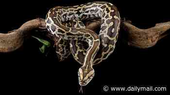 From chronic pain to breast cancer, snakes are inspiring a slew of new drugs