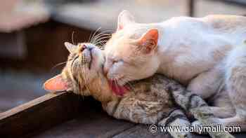 Your cats don't care about you…or each other! Felines groom one another out of SPITE, study finds