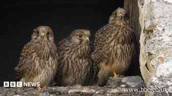 Photographers share wildlife gems as summer starts