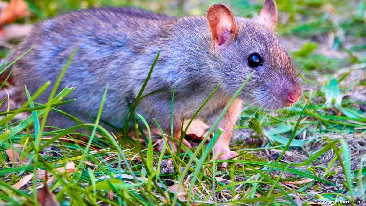 Rats will stay out of gardens for good if you do a 10-second task in summer