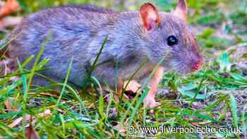 Rats will stay out of gardens for good if you do a 10-second task in summer