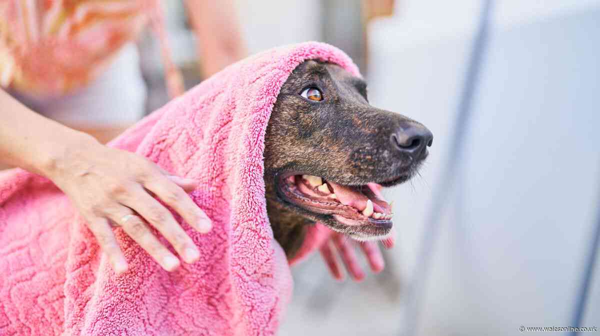 RSPCA warning for pet owners using damp towel to cool pets in heatwave