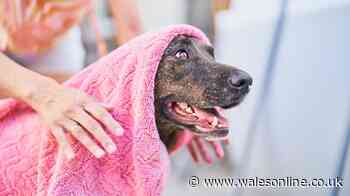 RSPCA warning for pet owners using damp towel to cool pets in heatwave