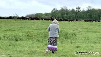 1st bison calves born at Batoche in nearly 150 years get Michif names