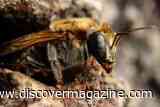 Legal Rights Granted to Stingless Bees in the Amazon Could Inspire Similar Protections for Insects Worldwide