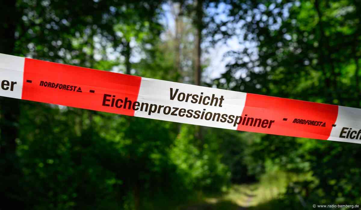 Eichenprozessionsspinner als Plage – auch Wald betroffen