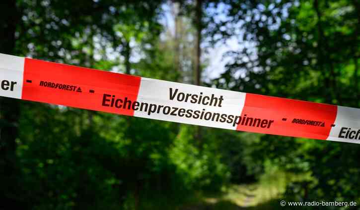Eichenprozessionsspinner als Plage – auch Wald betroffen