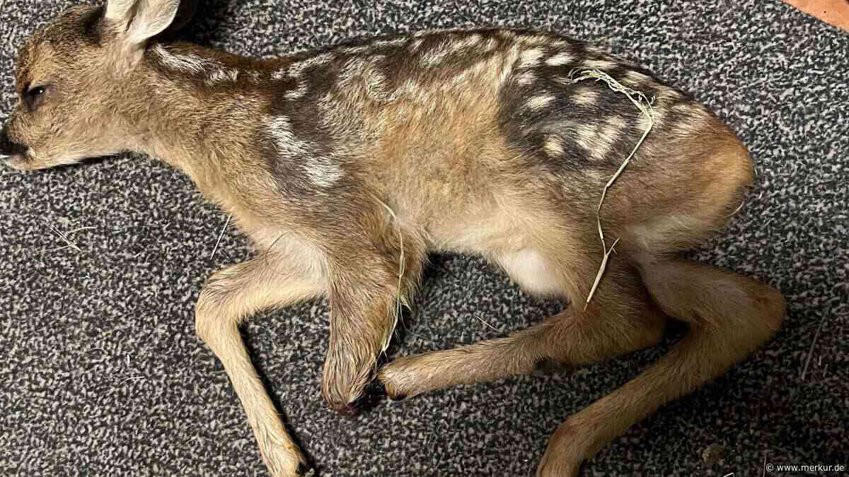 Verletzte Rehkitze in Oberschleißheim gefunden – Wildes Bayern erstattet Anzeige