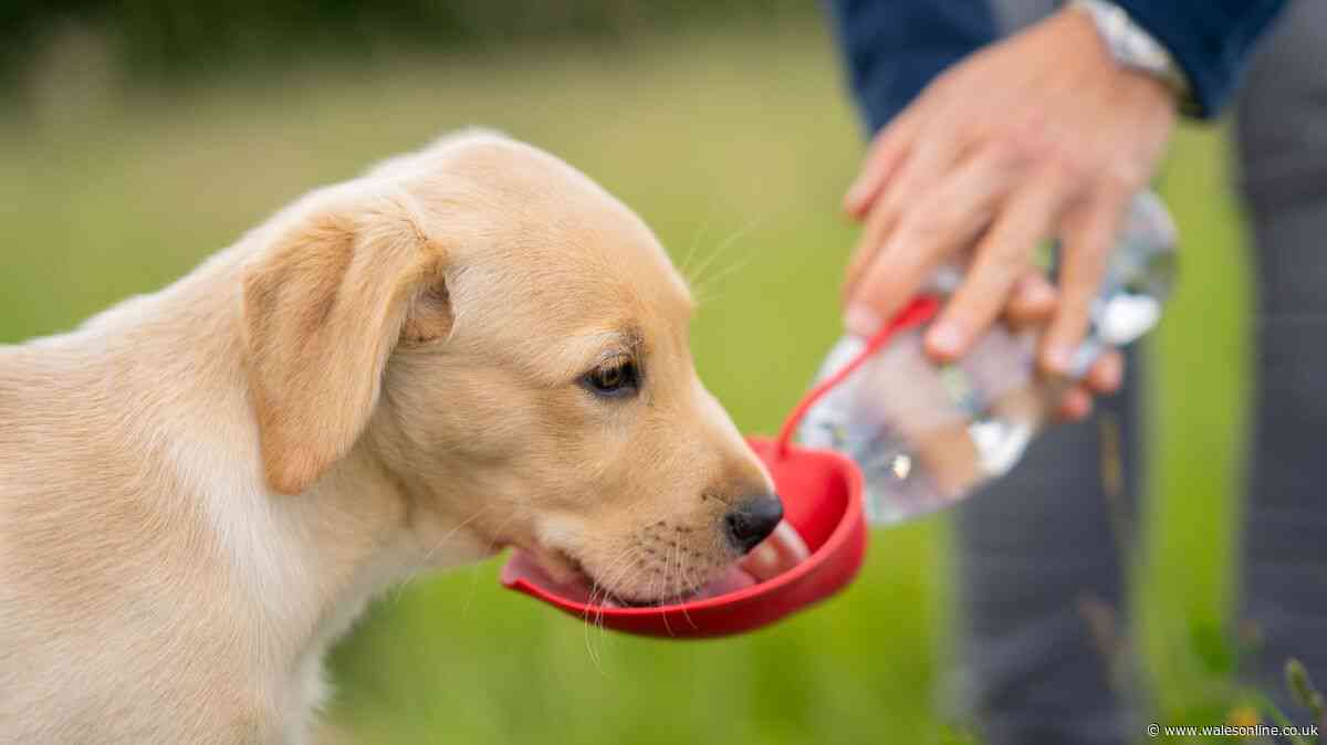 Charity urges dog owners to avoid mistake if pet isn't drinking water during heatwave