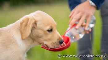 Charity urges dog owners to avoid mistake if pet isn't drinking water during heatwave