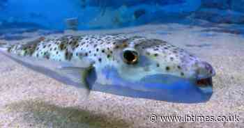 Poisonous Pufferfish Threaten Mediterranean Beaches: 'They'll Cut Off Your Finger,' Warns Fisherman