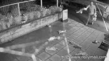 Traveller ordered to pay £800 for possessing bodies of barn owl and kestrel that were dumped with 50 dead hares in 'horror movie scene' outside village shop