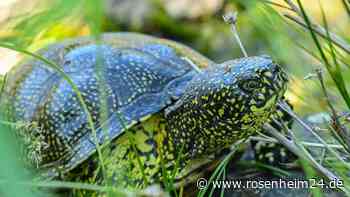 Zwei Schildkröten in zwei Tagen im Chiemgau entdeckt – wem gehören die Panzertiere?