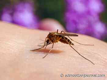 A new mosquito, coming to an Edmonton backyard near you
